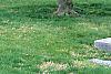 Ilex opaca, culture