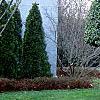 Ilex opaca, culture