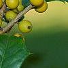 Ilex opaca 'Eleanor', fruit