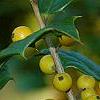 Ilex opaca 'Eleanor', fruit