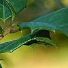 Ilex opaca 'Eleanor', fruit