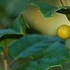 Ilex opaca 'Eleanor', fruit