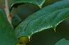Ilex opaca 'Eleanor', fruit