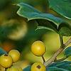 Ilex opaca 'Eleanor', fruit