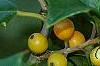 Ilex opaca 'Eleanor', fruit