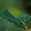 Ilex opaca 'Eleanor', fruit