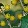 Ilex opaca 'Eleanor', fruit