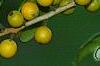 Ilex opaca 'Eleanor', fruit