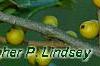 Ilex opaca 'Eleanor', fruit