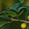 Ilex opaca 'Eleanor', fruit