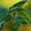 Ilex opaca 'Eleanor', fruit
