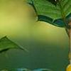 Ilex opaca 'Eleanor', fruit