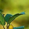 Ilex opaca 'Eleanor', fruit