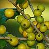 Ilex opaca 'Eleanor', fruit