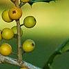 Ilex opaca 'Eleanor', fruit