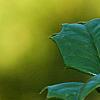 Ilex opaca 'Eleanor', fruit