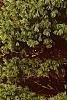 Ilex opaca 'Cheerful', habit