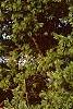 Ilex opaca 'Cheerful', habit