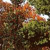 Ilex opaca 'Cheerful', habit