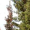Ilex opaca 'Cheerful', habit