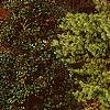 Ilex opaca 'Cheerful', habit