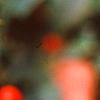 Ilex opaca 'Cheerful', fruit