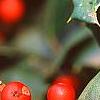 Ilex opaca 'Cheerful', fruit