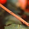Ilex opaca 'Cheerful', fruit