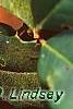 Ilex opaca 'Cheerful', fruit