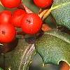 Ilex opaca 'Cheerful', fruit