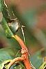 Ilex opaca 'Cheerful', fruit