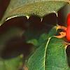 Ilex opaca 'Cheerful', fruit