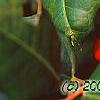 Ilex opaca 'Cheerful', fruit