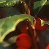 Ilex opaca 'Cheerful', fruit