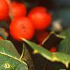Ilex opaca 'Cheerful', fruit