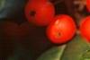 Ilex opaca 'Cheerful', fruit