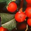 Ilex opaca 'Cheerful', fruit