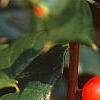 Ilex opaca 'Cheerful', fruit