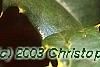 Ilex opaca 'Cheerful', fruit