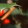 Ilex opaca 'Cheerful', fruit