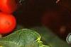 Ilex opaca 'Cheerful', fruit