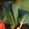 Ilex opaca 'Cheerful', fruit
