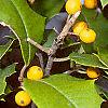 Ilex opaca forma xanthocarpa, fruit