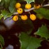 Ilex opaca forma xanthocarpa, fruit