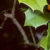 Ilex opaca forma xanthocarpa, fruit