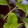 Ilex opaca forma xanthocarpa, fruit