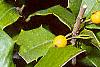 Ilex opaca forma xanthocarpa, fruit