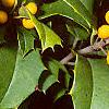 Ilex opaca forma xanthocarpa, fruit