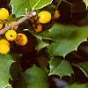 Ilex opaca forma xanthocarpa, fruit