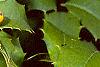 Ilex opaca forma xanthocarpa, fruit